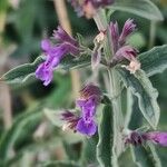 Nepeta nepetella പുഷ്പം