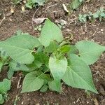 Ipomoea lacunosa Fuelha