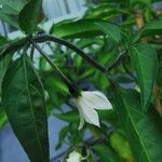 Capsicum frutescens Цвят