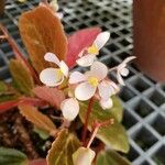 Begonia blancii Flor