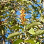 Byrsonima crassifolia Flower