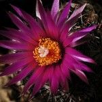 Escobaria vivipara Blüte
