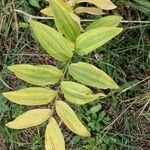 Polygonatum biflorum Blad