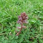 Orobanche minor Habit