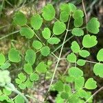 Thalictrum fendleri Leaf