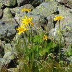 Senecio doronicum Flower