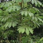 Cecropia ulei Leaf