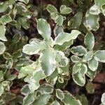 Pittosporum tenuifolium Leaf