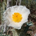 Argemone pleiacantha Flor