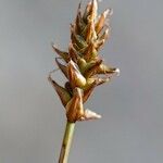 Carex dioica फल