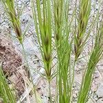 Taeniatherum caput-medusae Fula