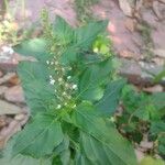 Ocimum carnosum Frunză