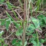 Trifolium subterraneum Bark