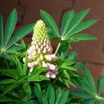 Lupinus polyphyllus Foglia