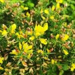 Ulex galliiFlower