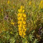 Lupinus luteolus Blomst