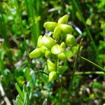 Scheuchzeria palustris Frukt