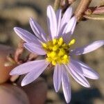 Tripolium pannonicum Flower