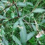 Persicaria mitis Frunză