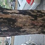 Lagerstroemia speciosaBark