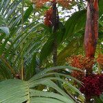 Areca vestiaria Fruit