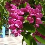 Robinia hispida Flor