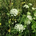 Ammi majus 形态