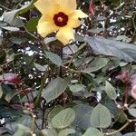 Hibiscus tiliaceus Blomst