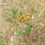 Tanacetum vulgareFlors