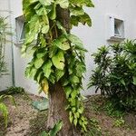 Epipremnum aureum Hoja