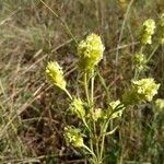 Sideritis hyssopifolia Квітка