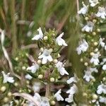 Thymus zygis Flower