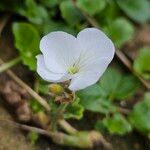 Pelargonium zonale Λουλούδι