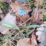 Scilla bifolia Habit