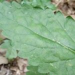 Scutellaria columnae List