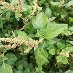 Amaranthus tortuosus Blatt