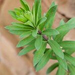 Linaria purpurea Blad