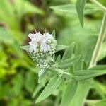 Pycnanthemum verticillatum Blüte