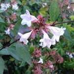 Abelia x grandiflora Flower