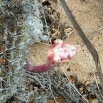 Echinocereus triglochidiatus Květ