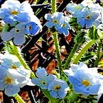 Cryptantha intermedia