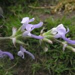 Salvia moorcroftiana Habitus