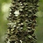 Lacmellea aculeata Lubje