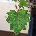 Phacelia campanularia Hoja
