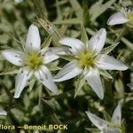 Arenaria pungens Fleur