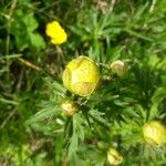 Trollius europaeusКветка