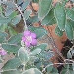 Leucophyllum frutescens Квітка
