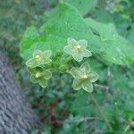 Matelea reticulata Cvet