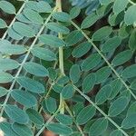 Indigofera heterantha Leaf