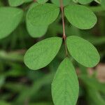 Indigofera hirsuta Hoja
